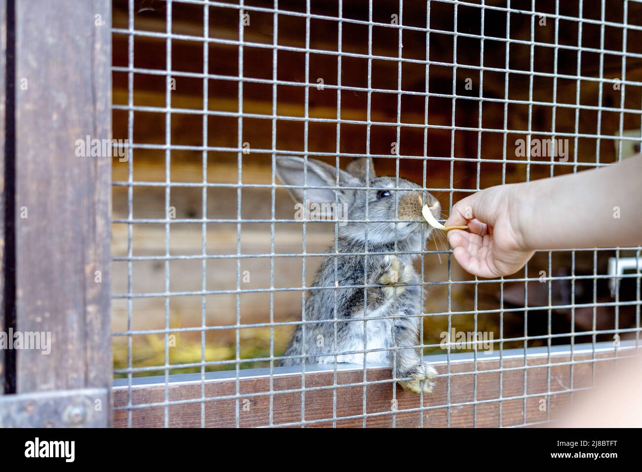 Cute rabbit on animal farm in rabbit-hutch. Bunny in cage on natural eco farm. Animal livestock and ecological farming. Child feeding a pet rabbit Stock Photo