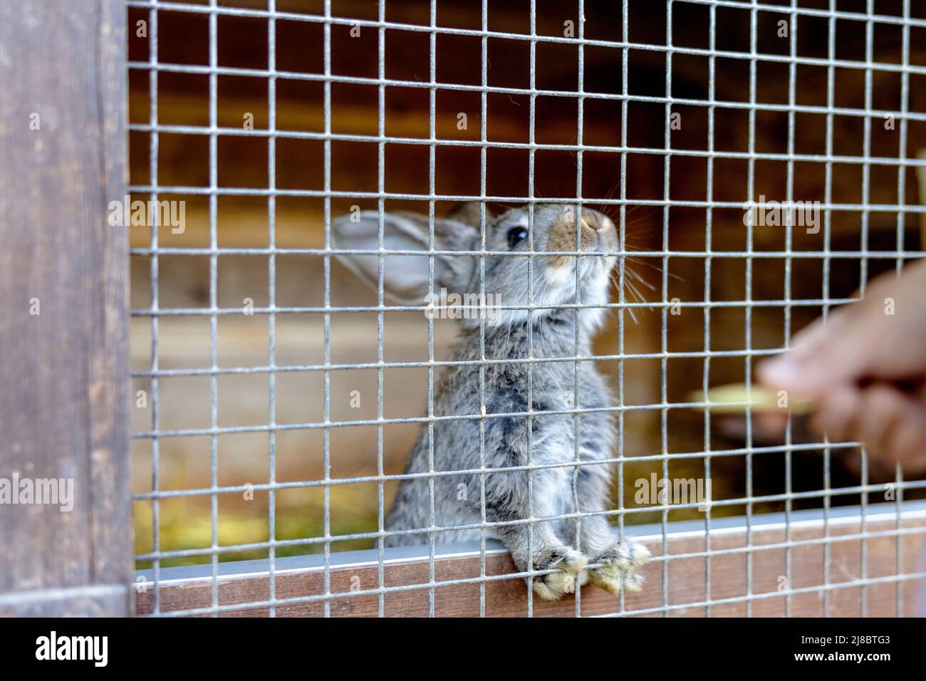 Cute rabbit on animal farm in rabbit-hutch. Bunny in cage on natural eco farm. Animal livestock and ecological farming. Child feeding a pet rabbit Stock Photo