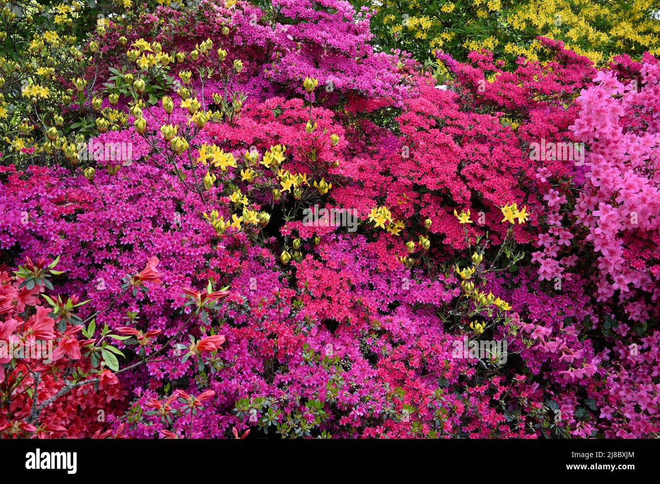 Rhododendrons and Azaleas, Kenwood, Hampstead Heath, London, UK Stock Photo