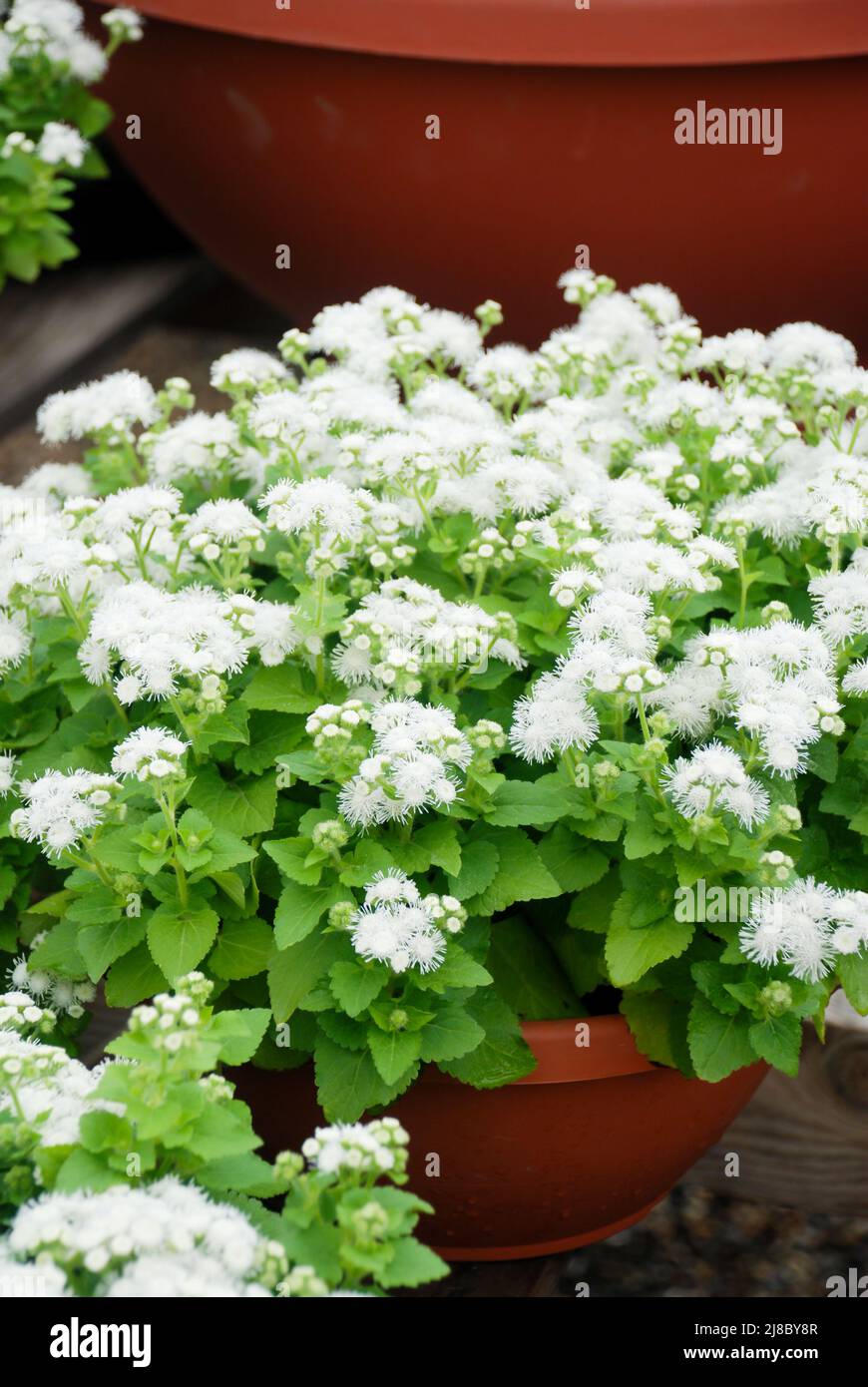 Ageratum, white ageratum, white pot plants in the black tray Stock Photo