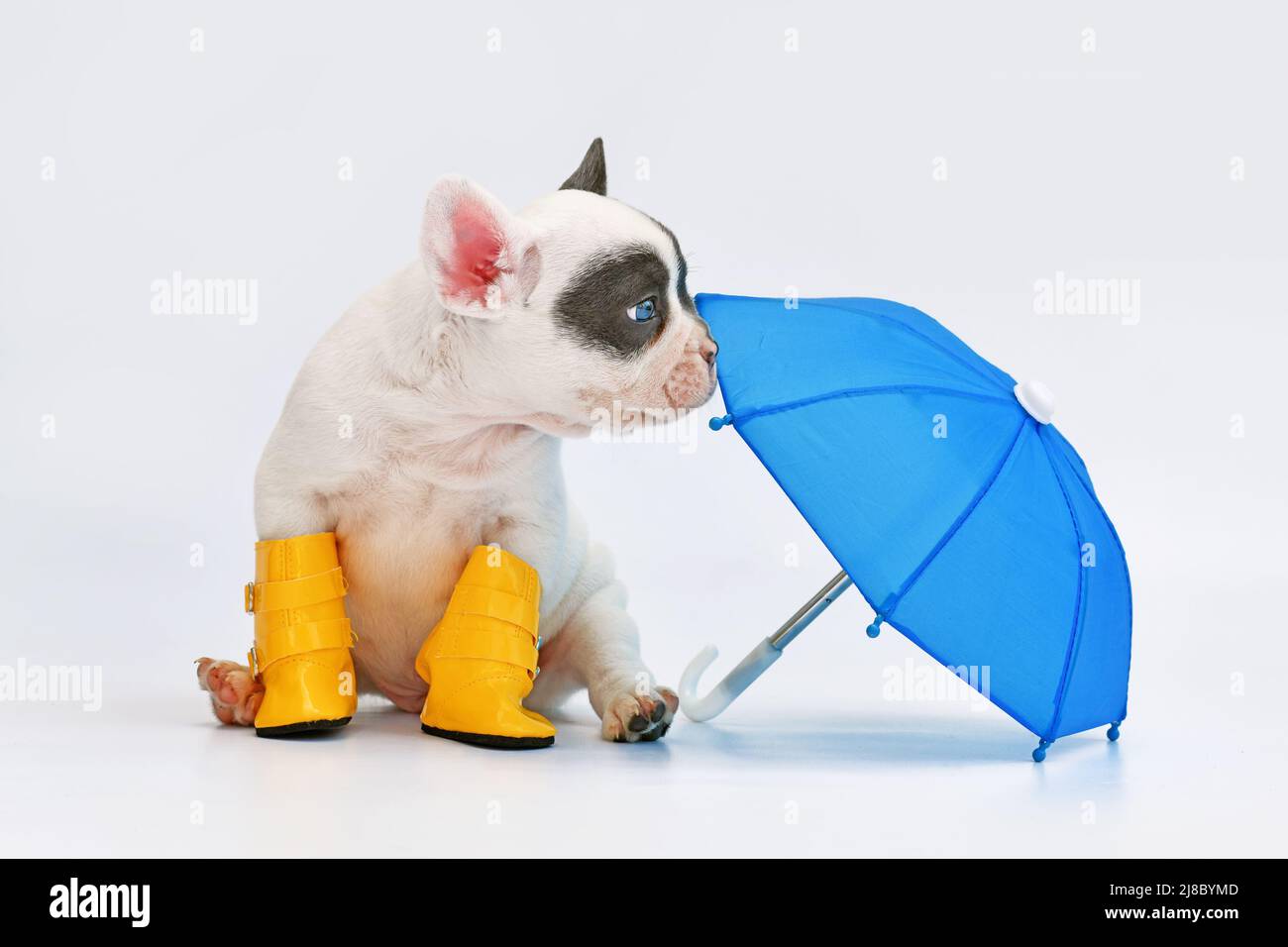 Blue pied French Bulldog dog puppy with umbrella and rain boots Stock Photo Alamy