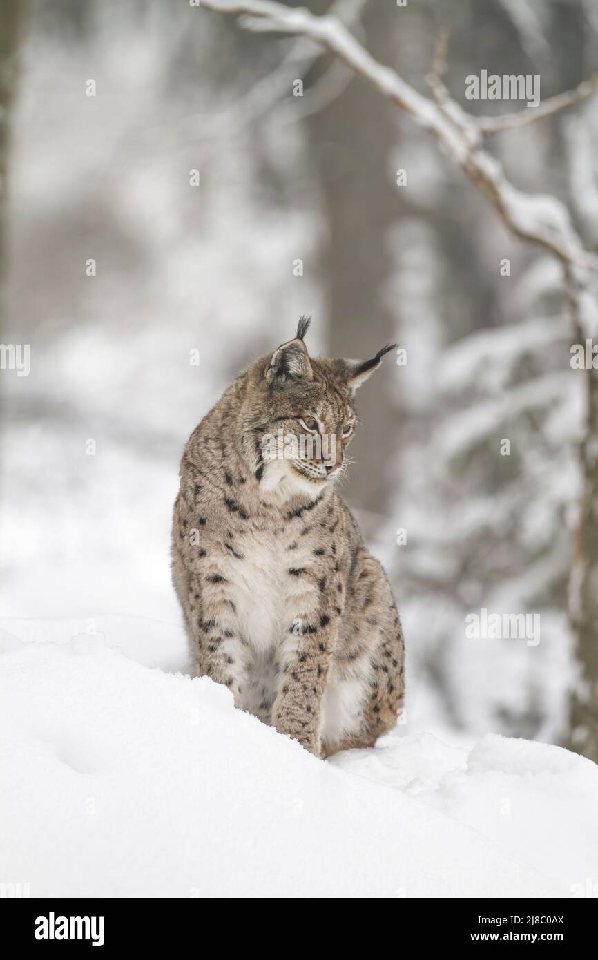 Lynx, Luch - Stock Image