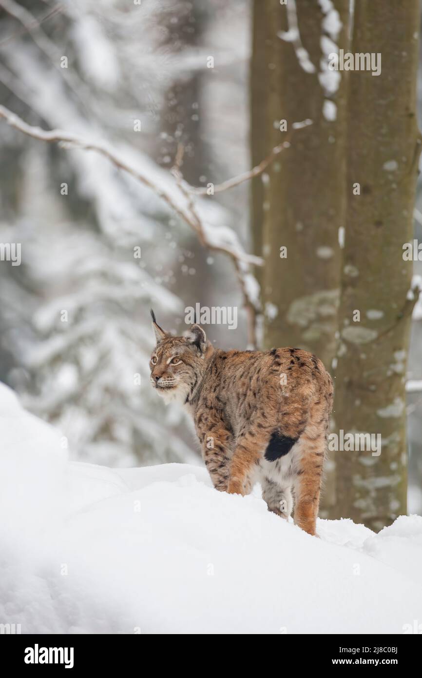 Lynx, Luch - Stock Image