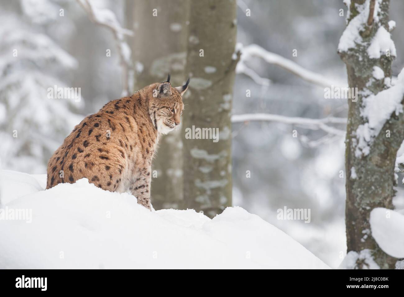 Lynx in snow Stock Photo - Alamy