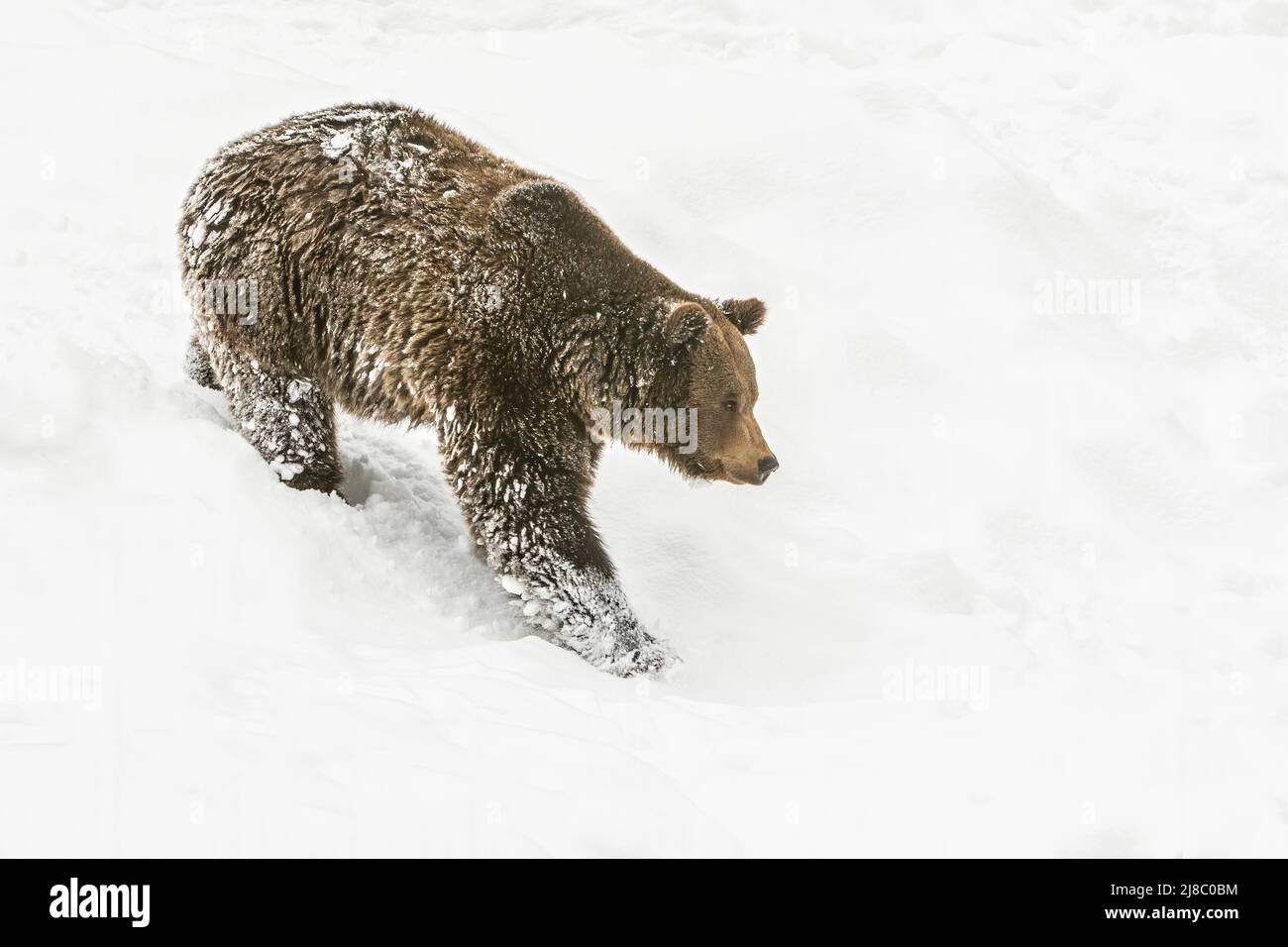 European brown bear in snow - Stock Image