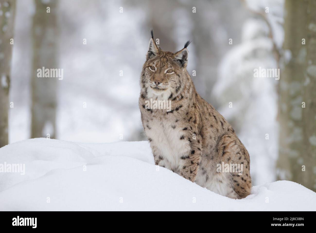 Lynx, Luch - Stock Image