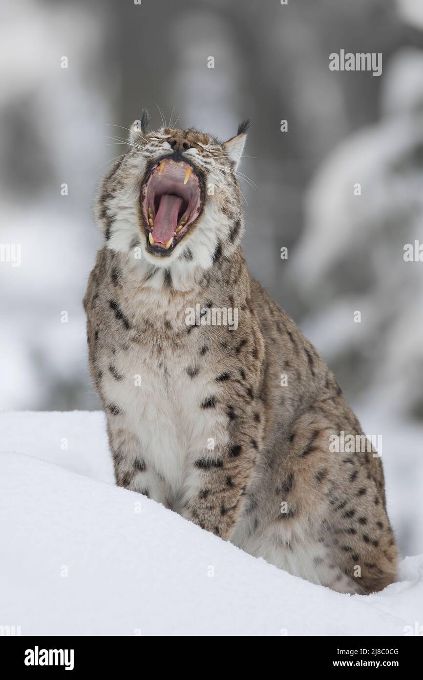 Lynx, Luch - Stock Image