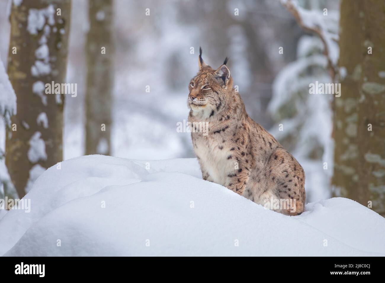 Lynx, Luch - Stock Image