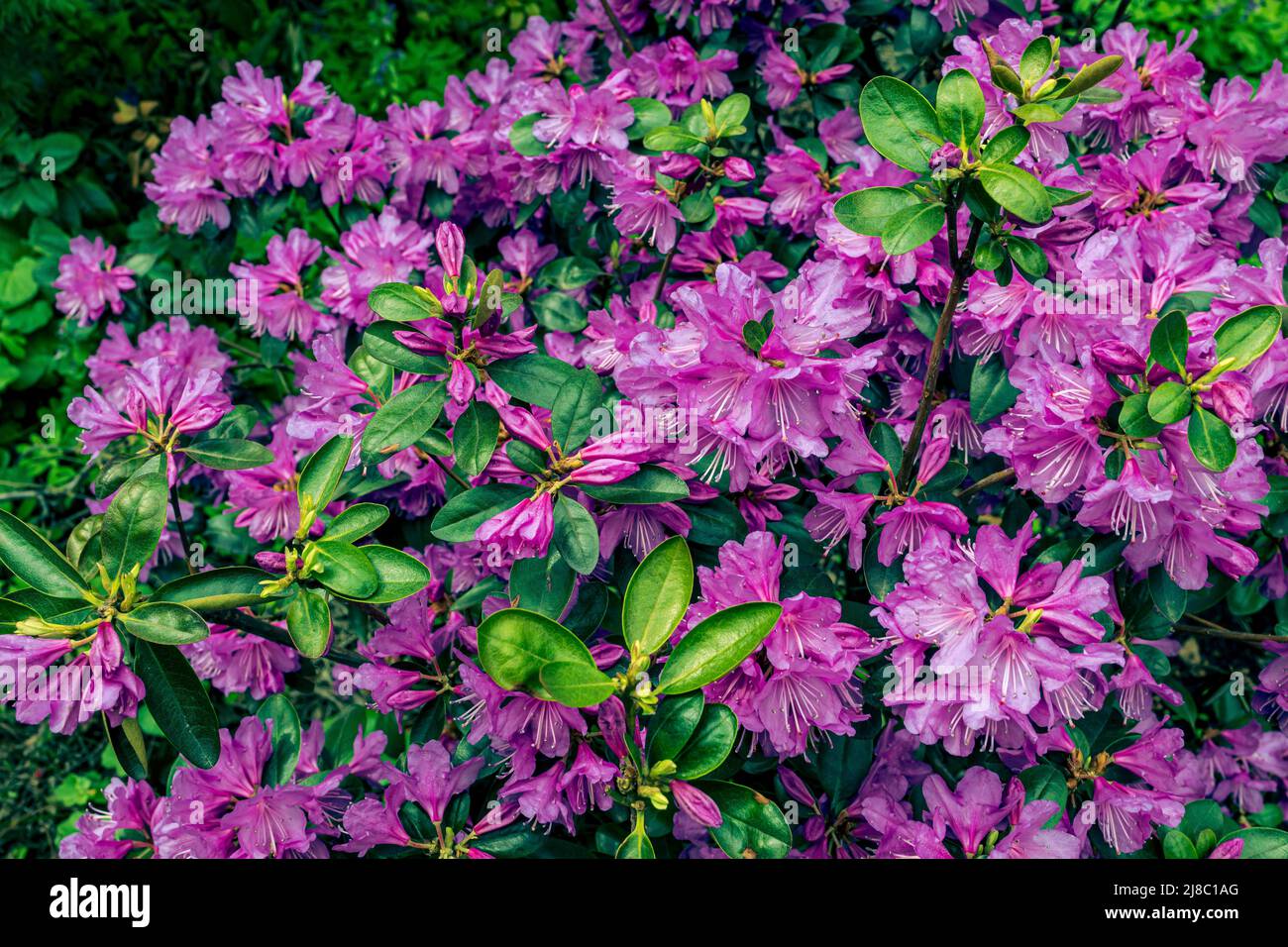 Pink rhododendron flower. Rhododendron pattern. Natural beauty. Beautiful blooming texture background. Flowers backdrop. Aroma fragrance. Blossoming b Stock Photo