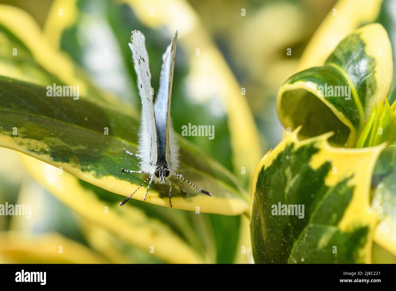 Small Blue butterfly (Cupido minimus) on variegated holly (Ilex × altaclerensis) in England Stock Photo