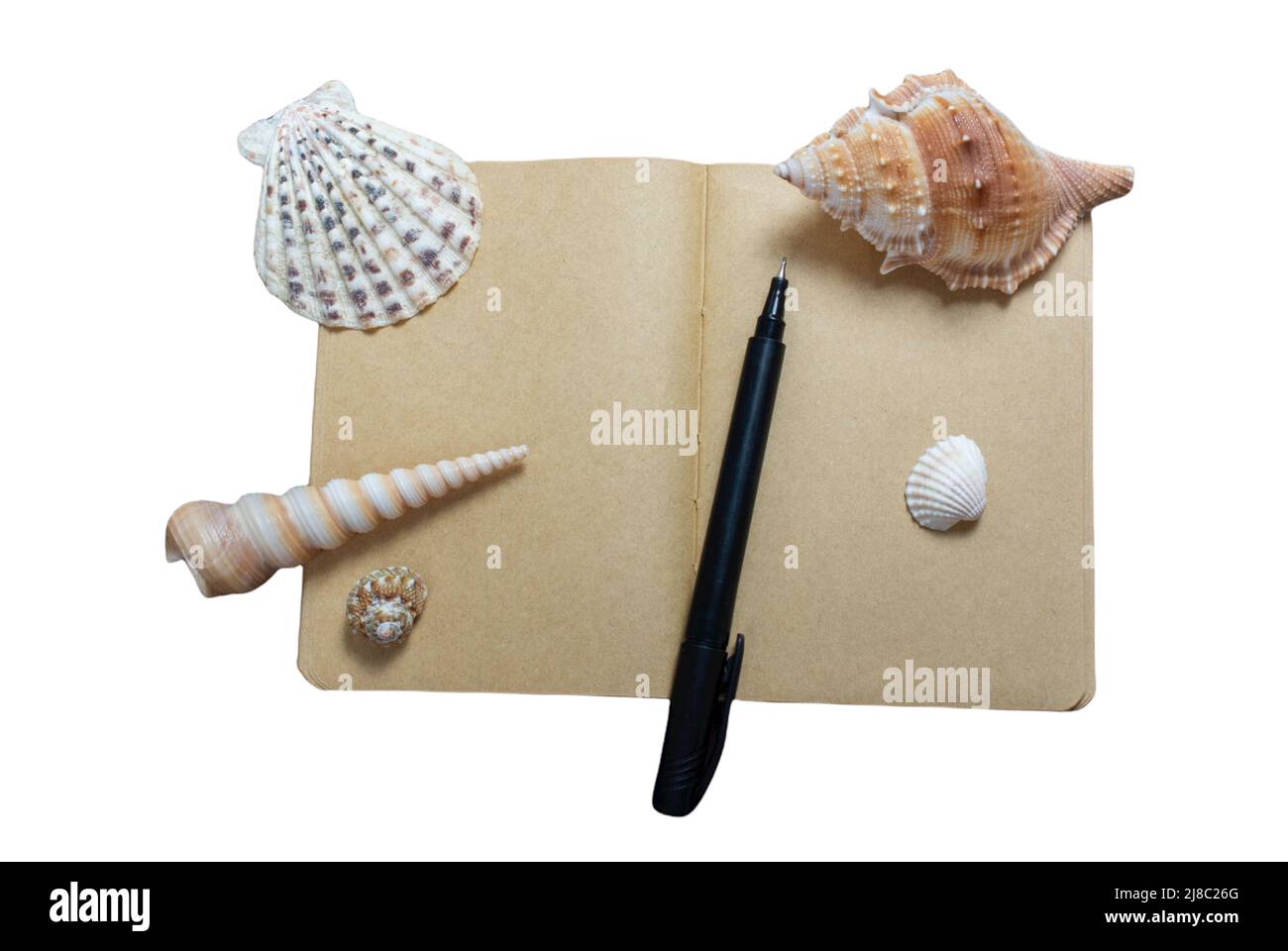 Beautiful seashell on a white isolated background Stock Photo - Alamy