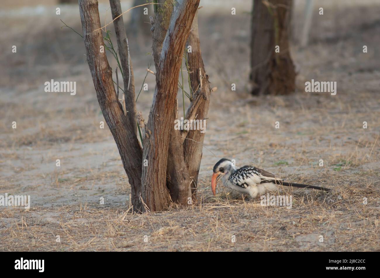 Red-billed hornbill Tockus erythrorhynchus kempi searching for food. Langue de Barbarie National Park. Saint-Louis. Senegal. Stock Photo