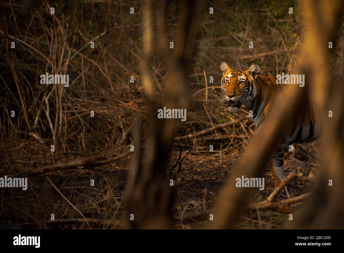 Adult Female Bengal Tiger (Panthera tigris) in Kabini Tiger Reserve, Karnataka, India Stock Photo