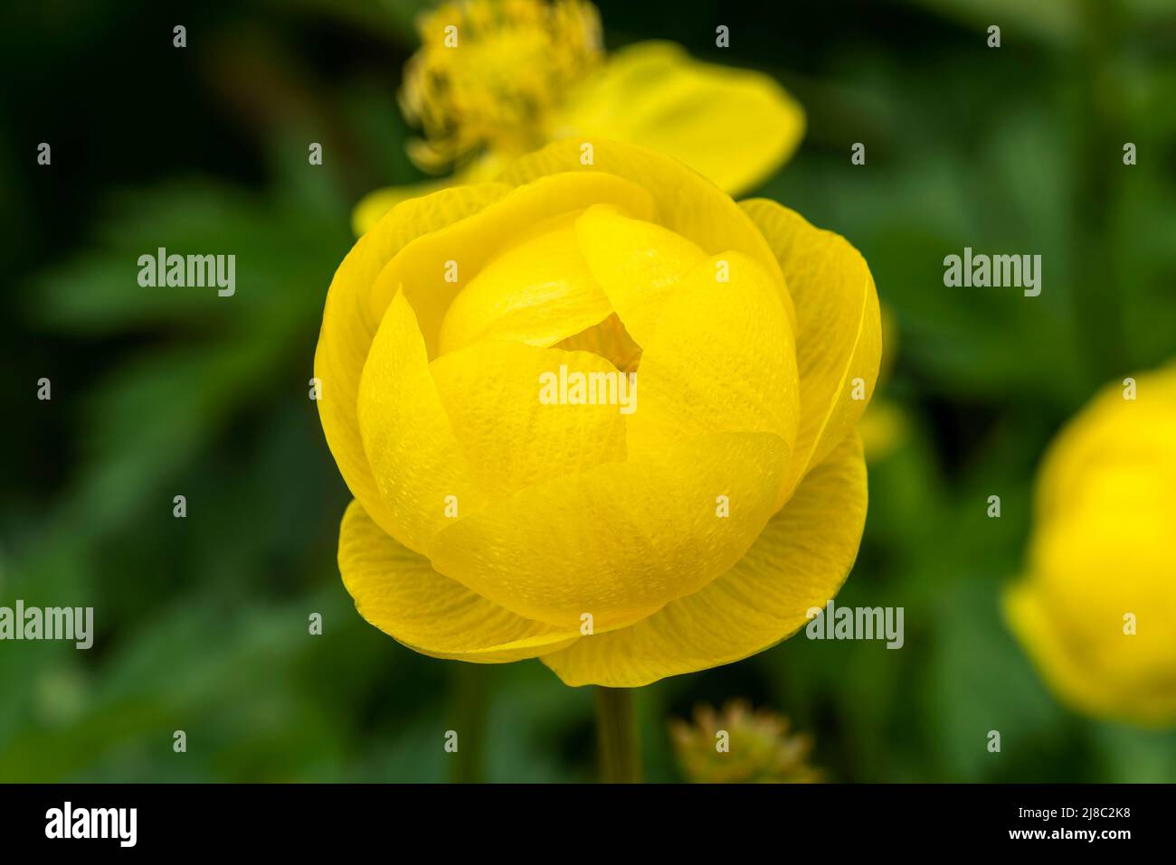 Trollius x cultorum 'T. Smith' a spring summer flowering plant with a yellow summertime flower commonly known as Globeflower, stock photo image Stock Photo