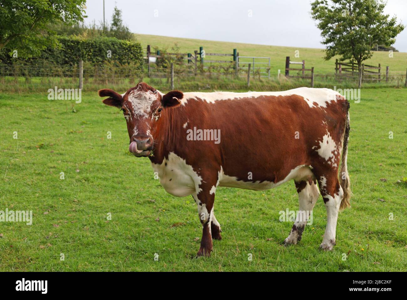 Moiled cattle at Lough Bishop Farm, one of the world's rarest breeds originating in Ireland, Derrynagarra, Collinstown, County Westmeath, Ireland Stock Photo