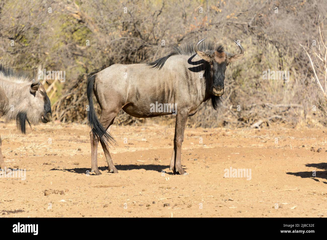 A Blue Wildebeest (Connochaetes taurinus), also called the common wildebeest, white-bearded wildebeest, white-bearded gnu or brindled gnu, Namibia Stock Photo