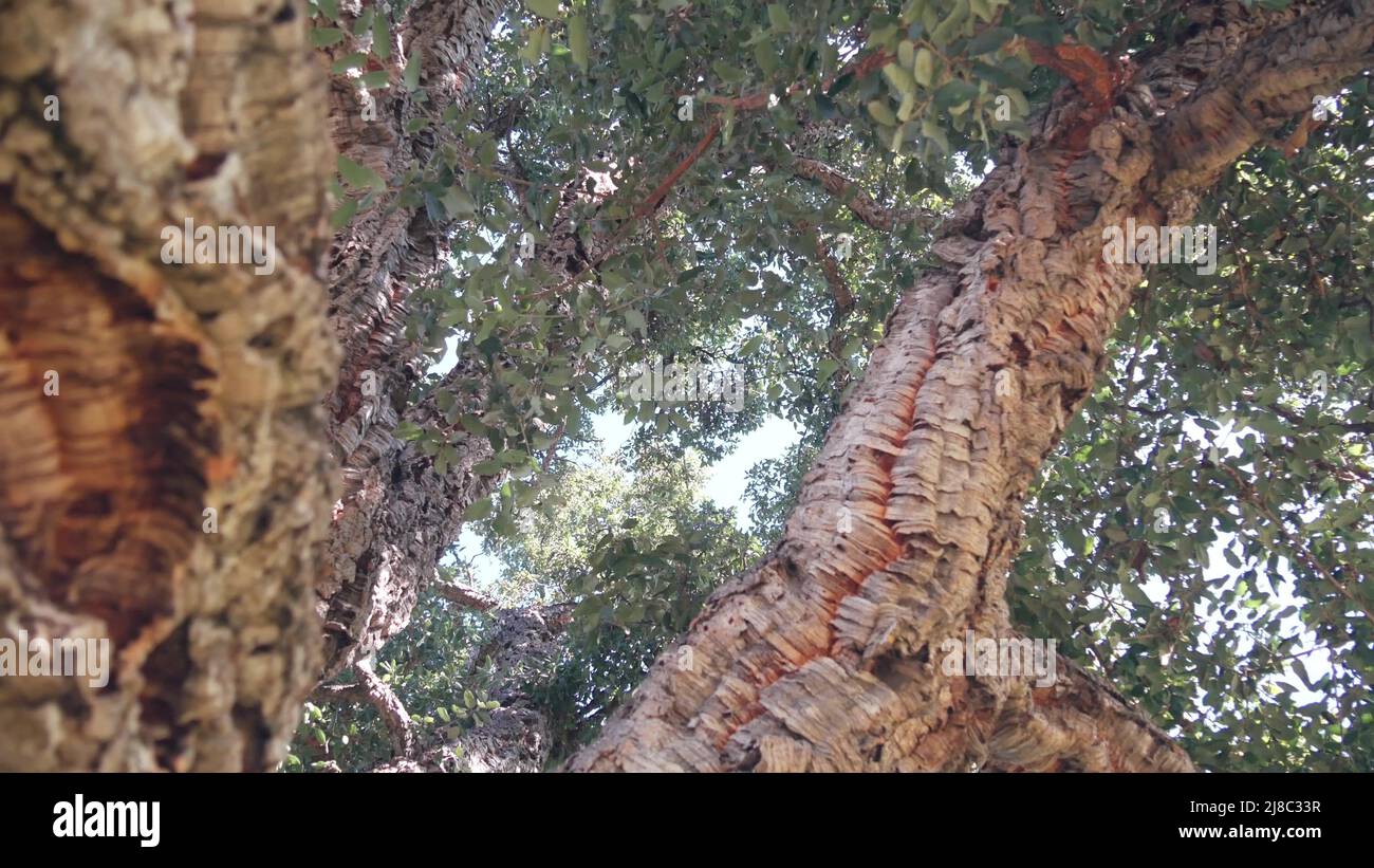 Big cork tree or large corkwood trunk, branches and canopy foliage from