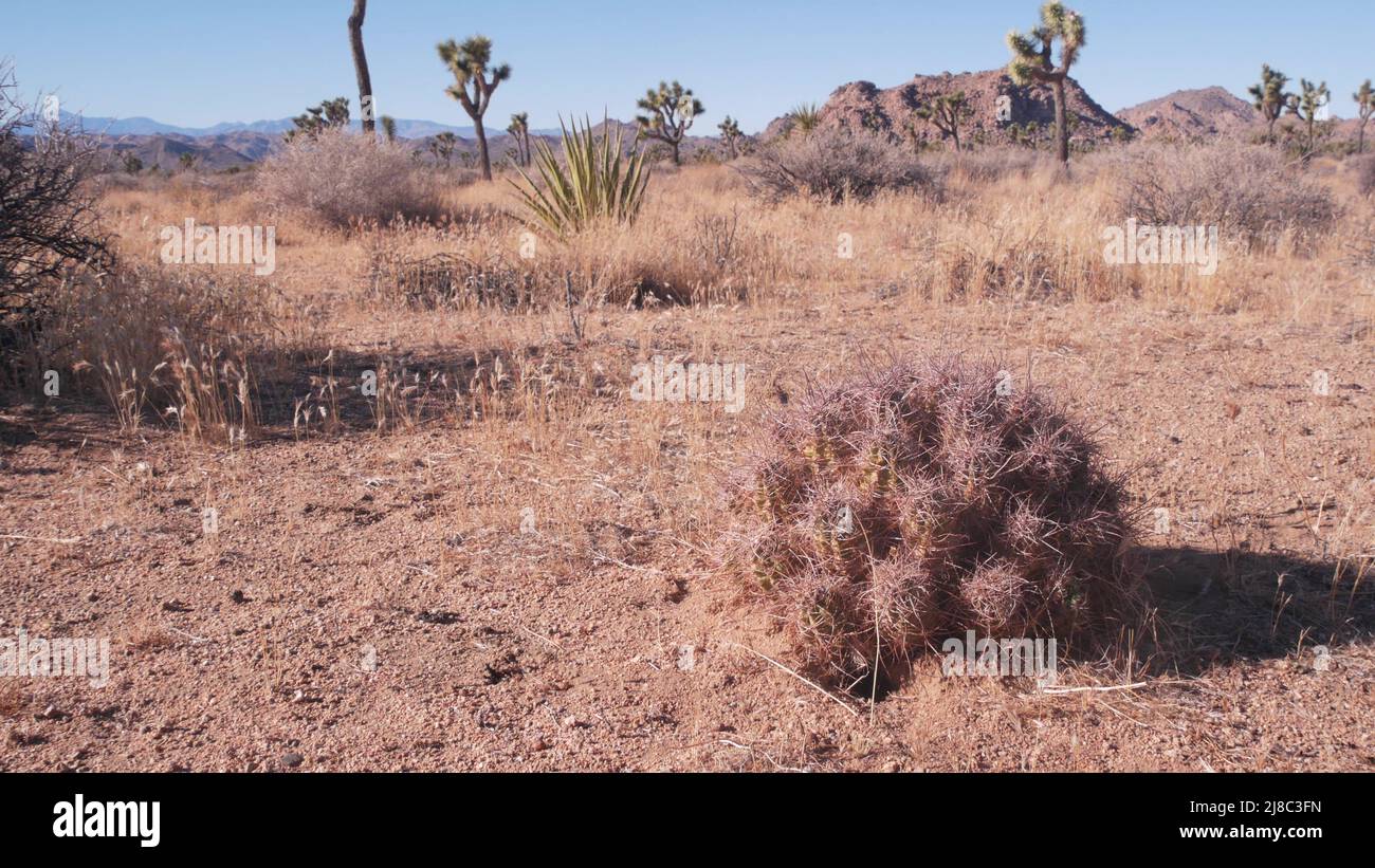 Desert flora, Joshua tree national park, California USA. Wild west and