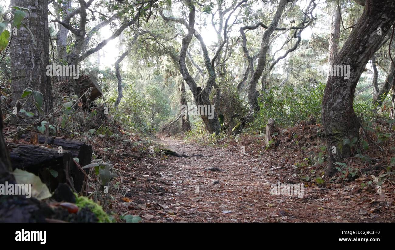 Path in live oak forest or woods, footpath trail or footway in old grove or woodland. Twisted gnarled oak trees branches and trunks. Lace lichen moss hanging. Point Lobos wilderness, California, USA. Stock Photo