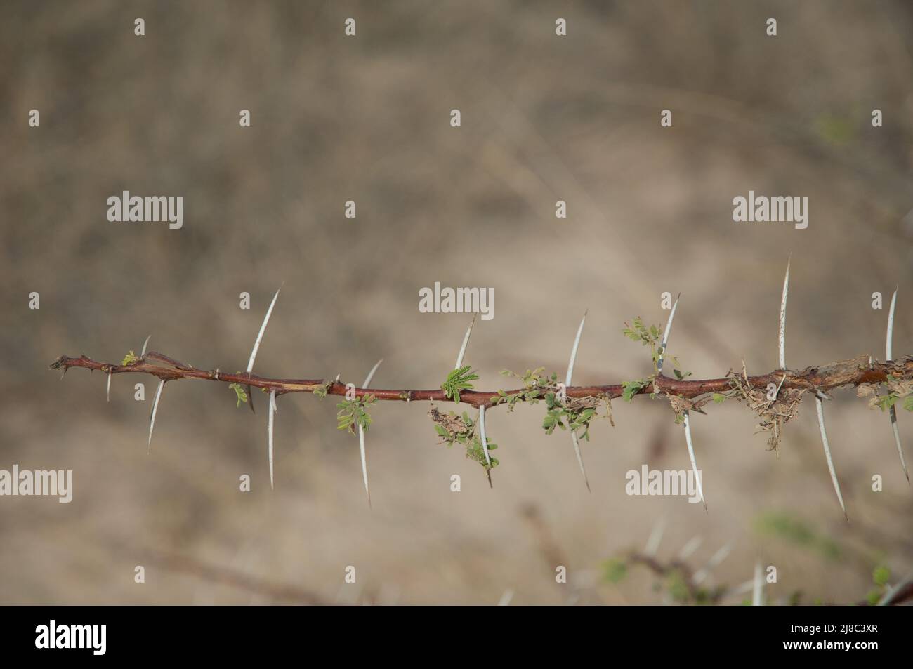 Thorny branch of gum acacia Senegalia senegal. Langue de Barbarie National Park. Saint-Louis. Senegal. Stock Photo