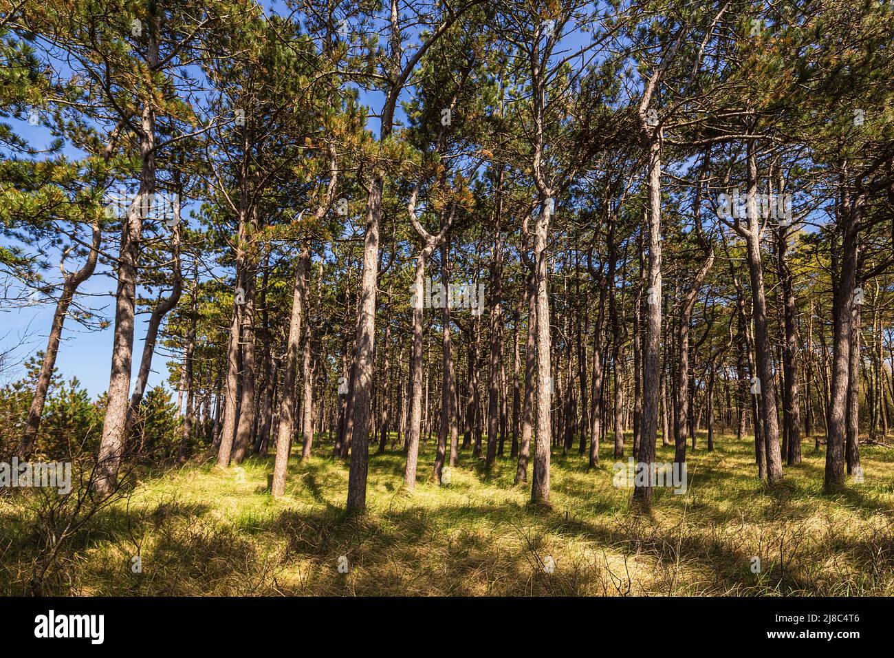 Coastal forest in Neuendorf on the island Hiddensee, Germany. Stock Photo
