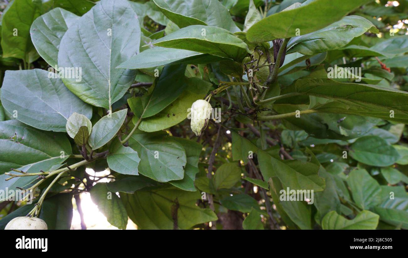 Bird Lime Tree - Cordia sebestena Boraginaceae Stock Photo
