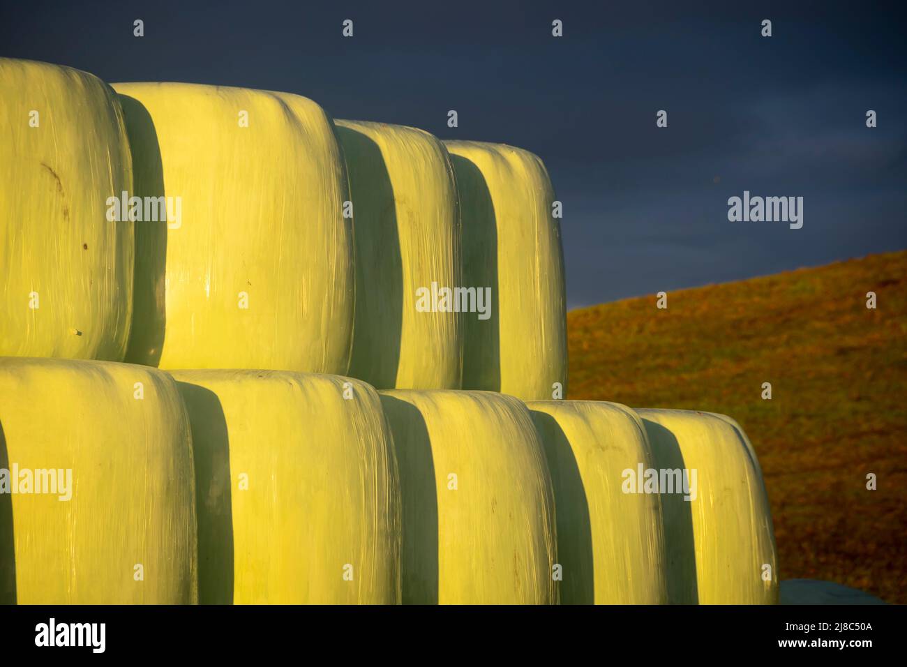 Hay bales covered in plastic wrapping, Waverly, South Taranaki, North
