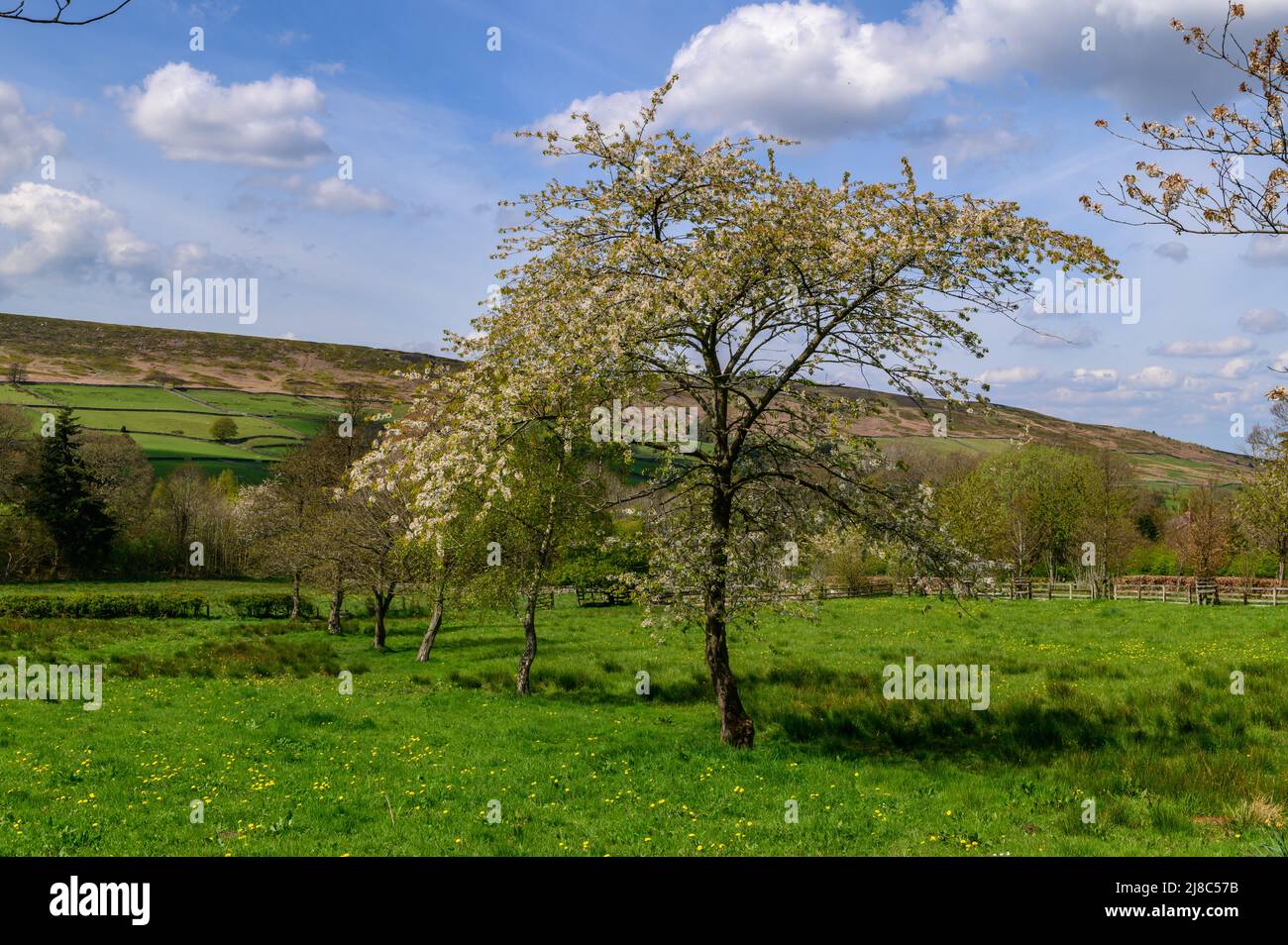 Blossom trees at Botton in Danby dale, North York Moors Stock Photo