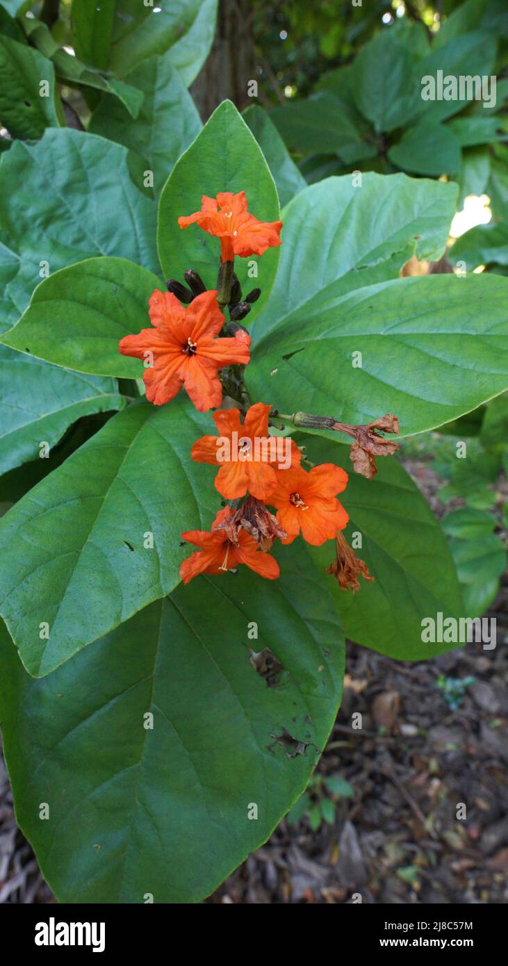 Bird Lime Tree Cordia sebestena Boraginaceae Stock Photo Alamy