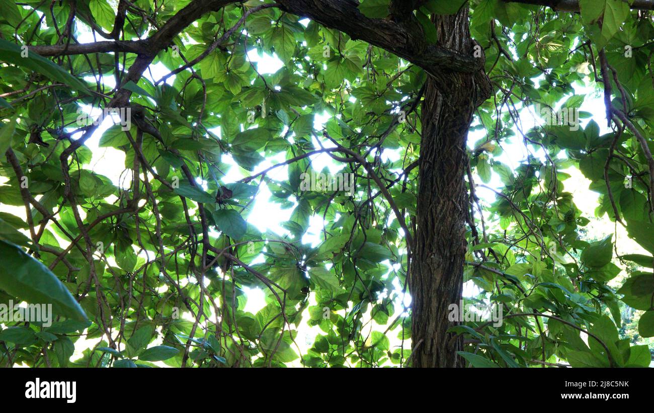Bird Lime Tree - Cordia sebestena Boraginaceae Stock Photo