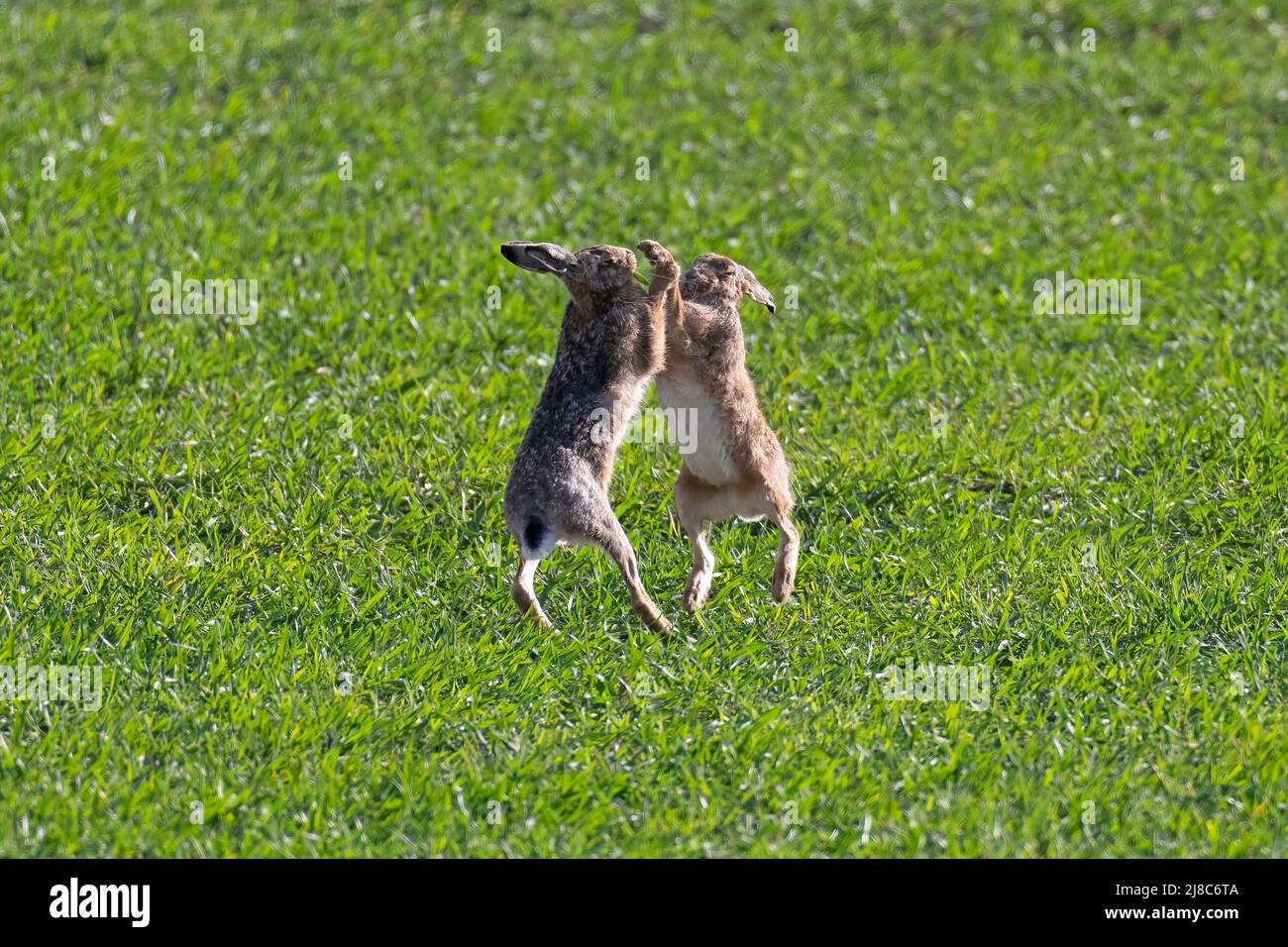 Brown Hares Lepus europaeus box. Spring. Uk Stock Photo Alamy