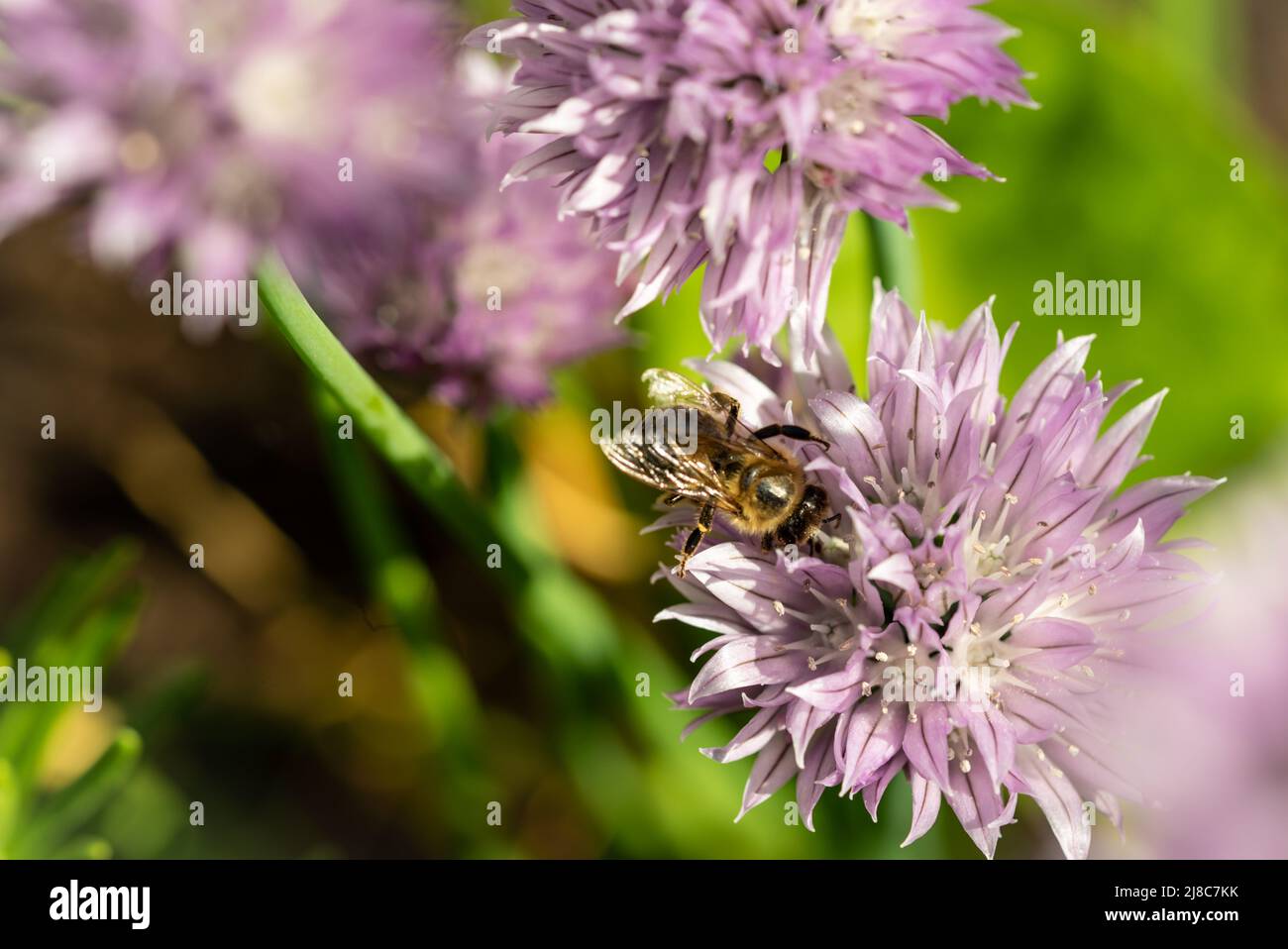 Chives blooming with honey bee close-up Stock Photo