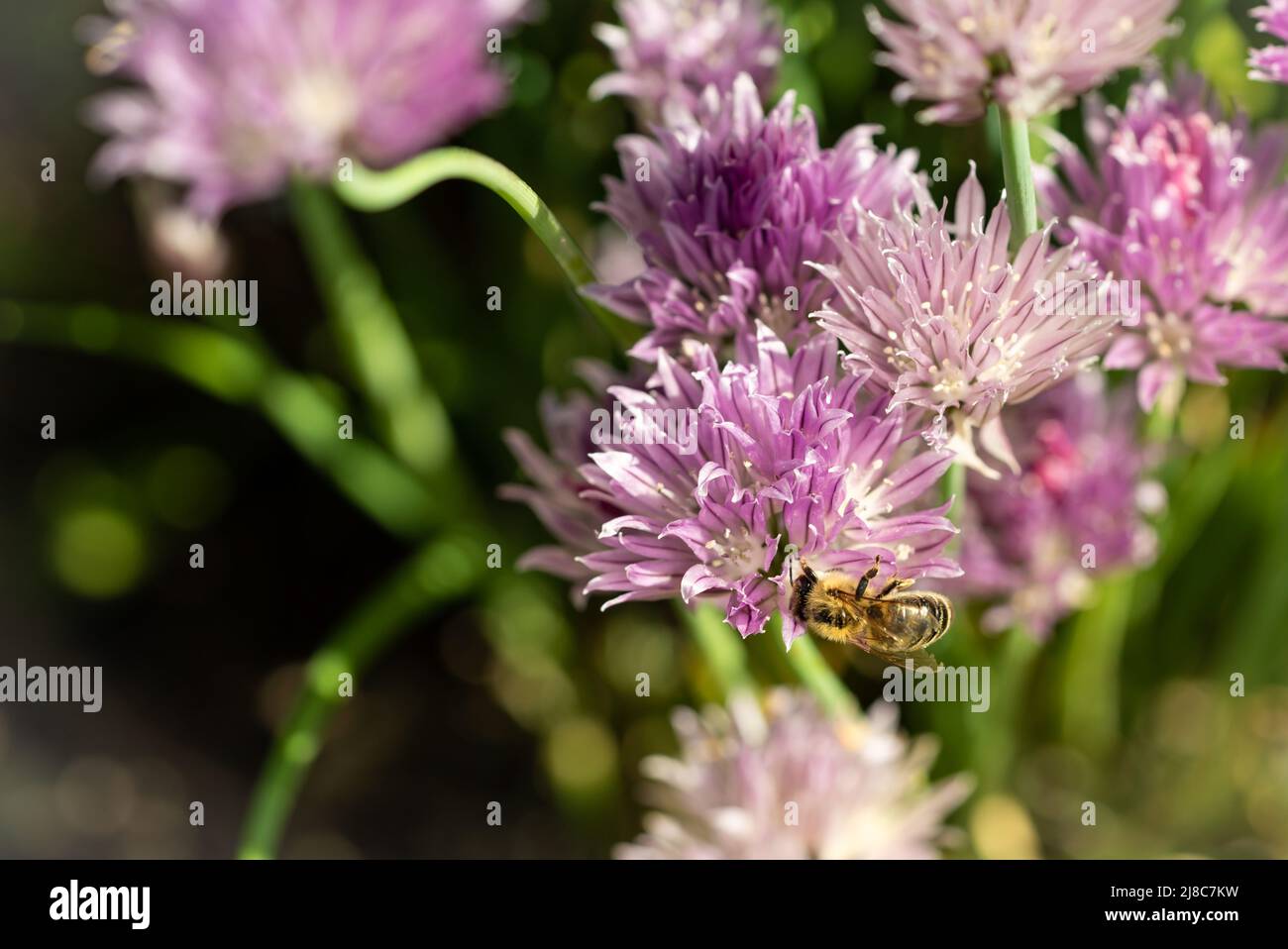 Chives blooming with  honey bee Stock Photo