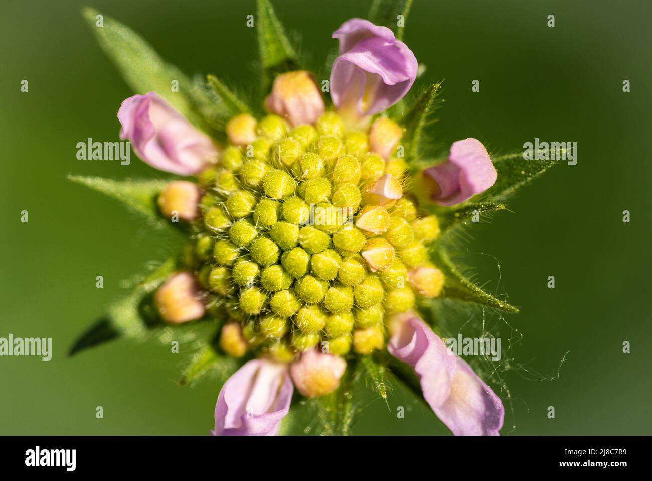 Close-up of a gipsy rose flower head seen from above with a blurry green background Stock Photo