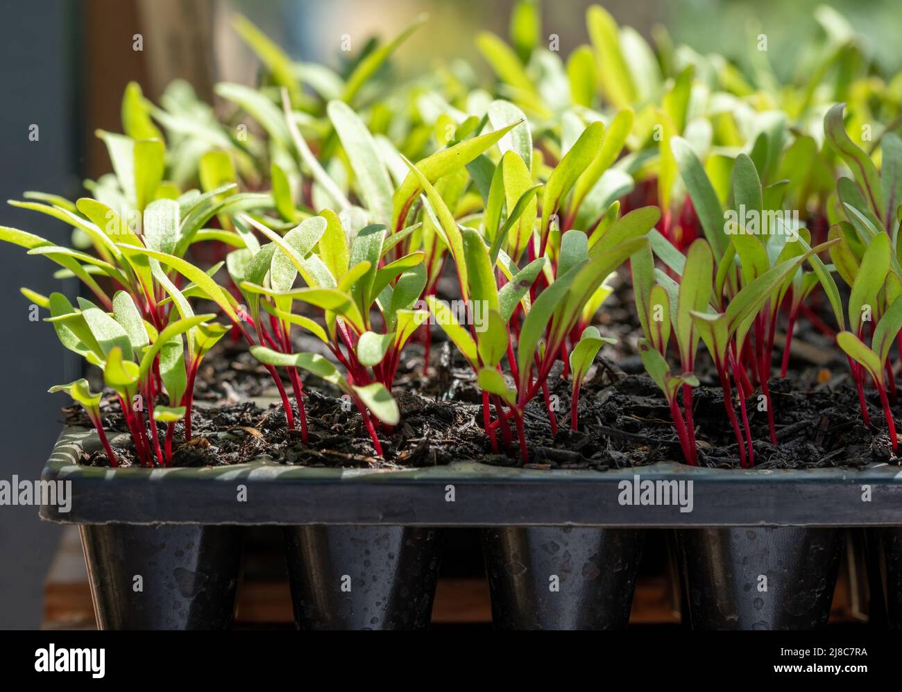 'Boston' beetroot seedlings with green leaves and red stems, growing in ...