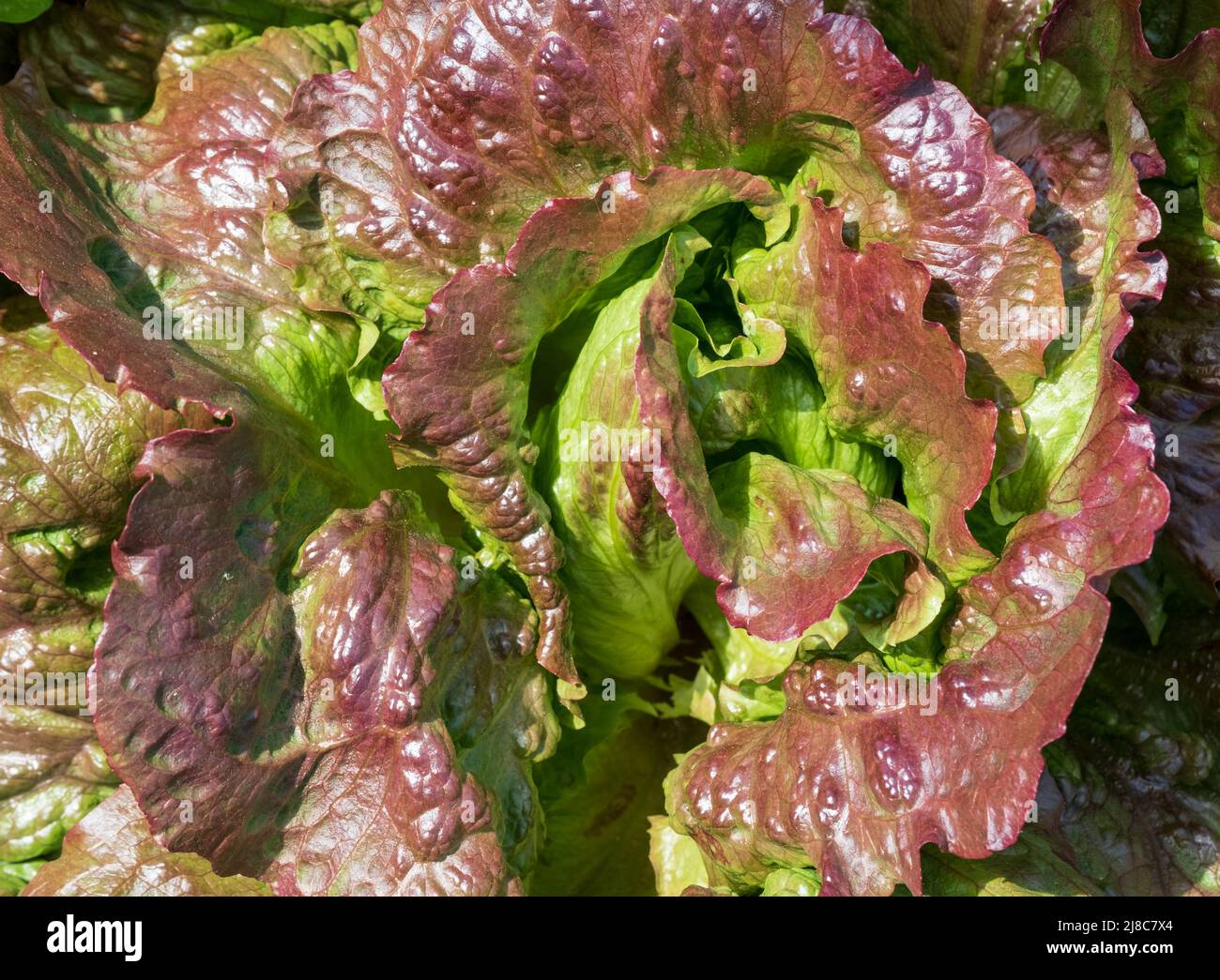 Red iceberg salad lettuce growing in a raised bed at the RHS Wisley