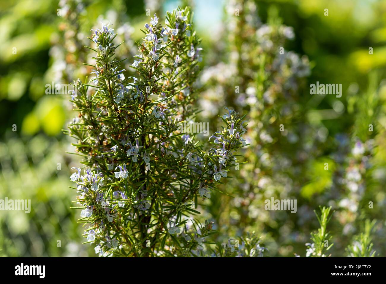 Rosemary in bloom Stock Photo Alamy