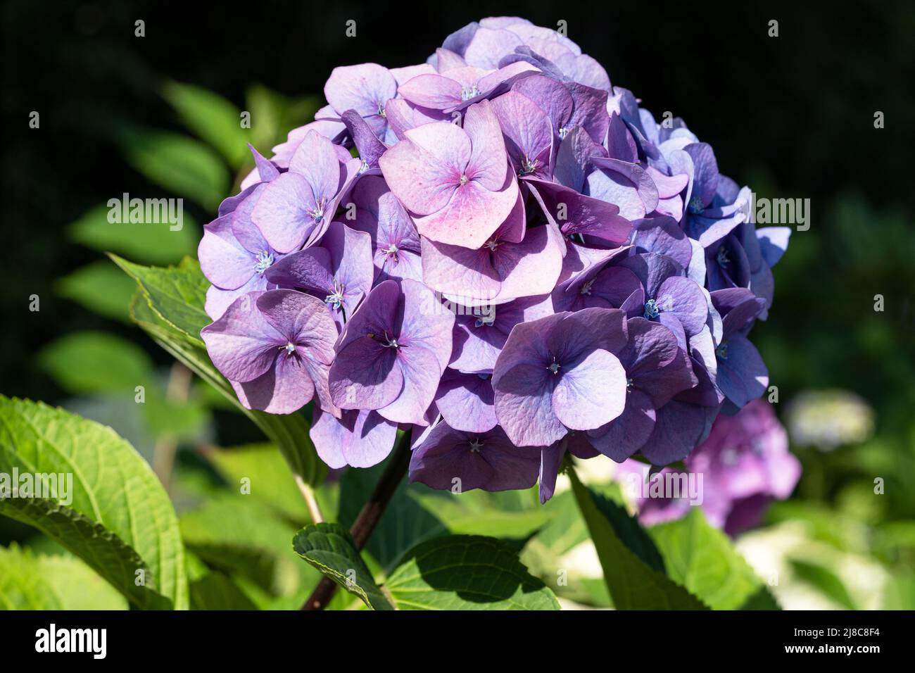 Penny mac (Hydrangea macrophylla), flowers of summer Stock Photo - Alamy