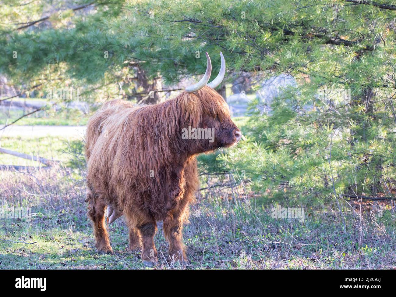Scottish Highland bull standing in a green pasture in spring in Canada Stock Photo