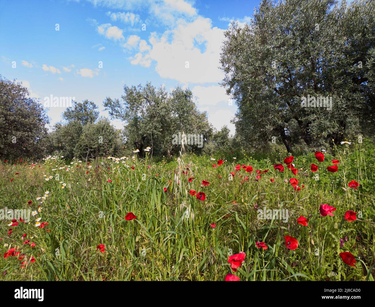 A beautiful olive tree plantation surrounded by striking red poppies ...