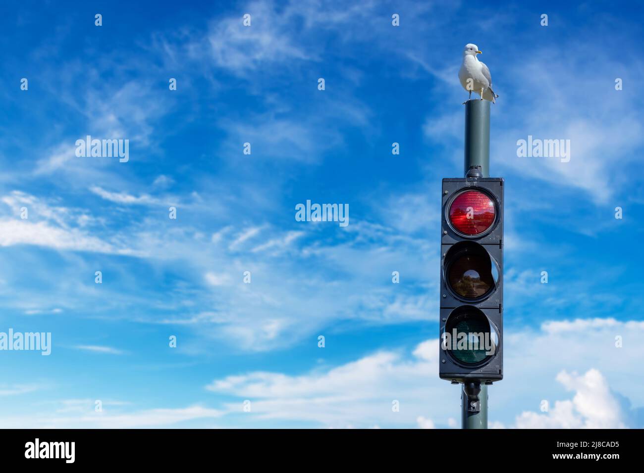 Seagull on the top of traffic light. Lofoten is an archipelago in the county of Nordland, Norway. Stock Photo
