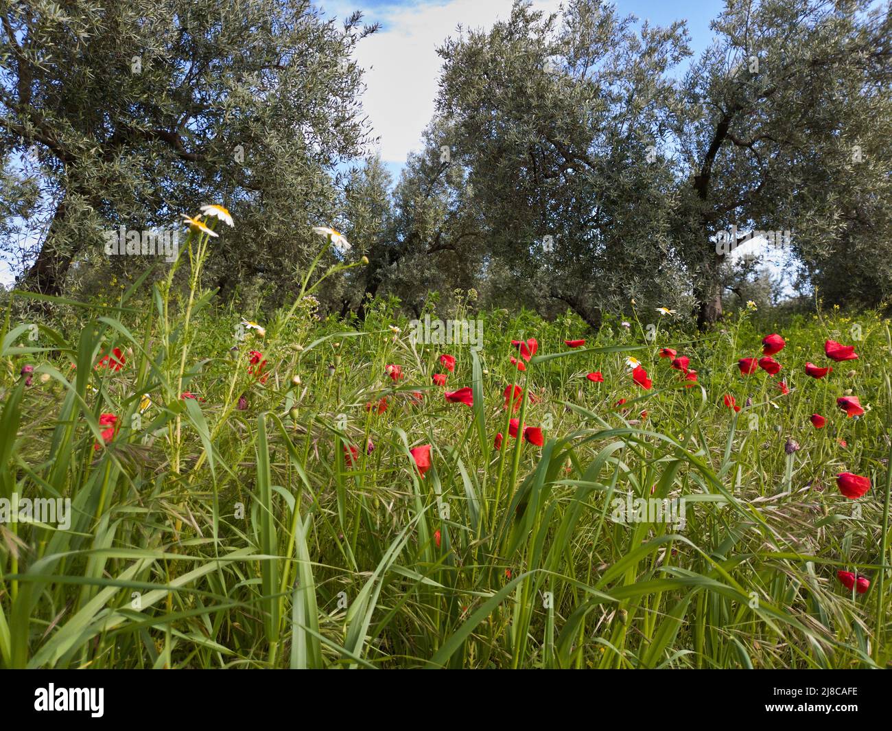 A beautiful olive tree plantation surrounded by striking red poppies ...