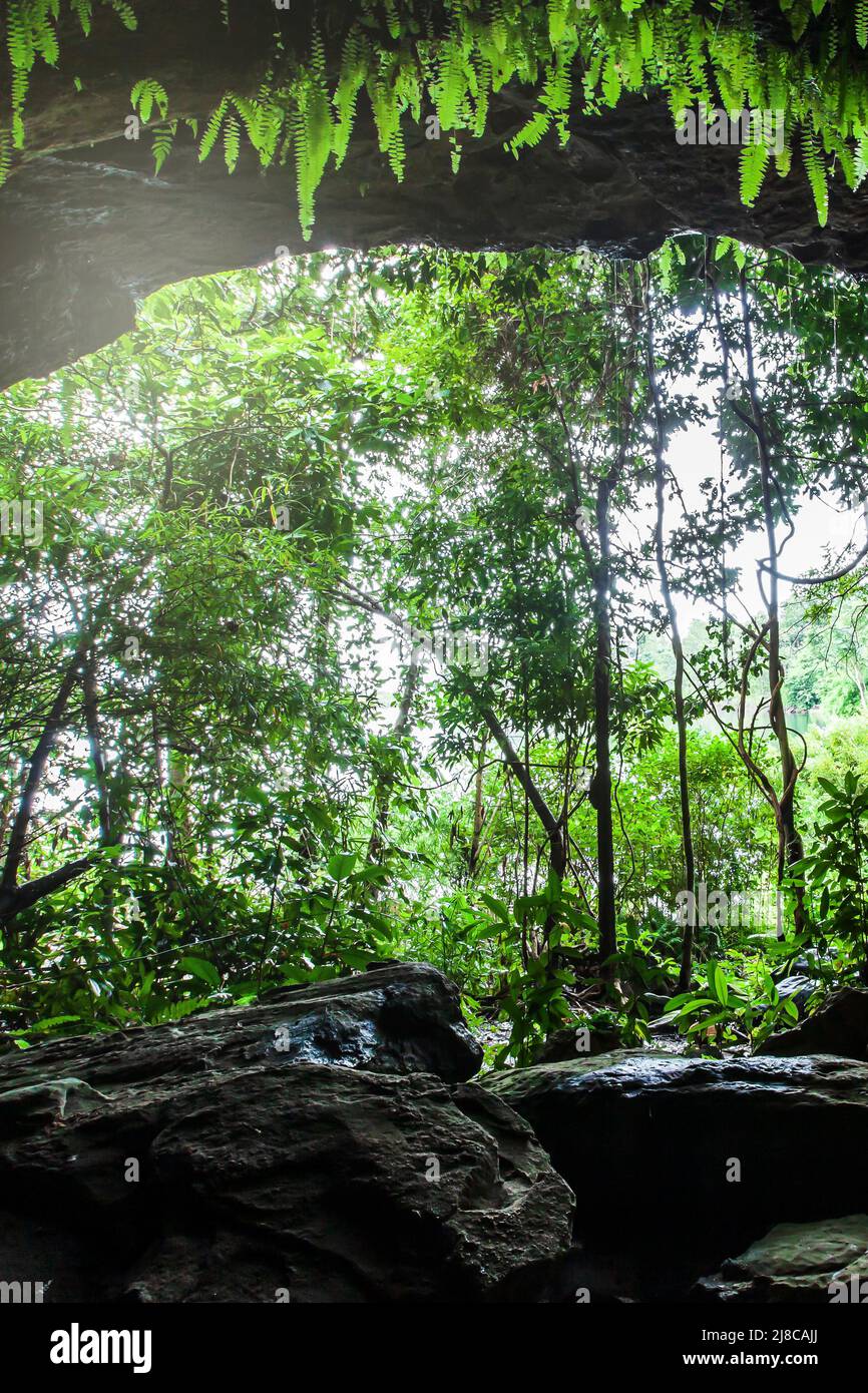 A primitive cave in the deep tropical forest, lush fern and green plants growing on the wall, and sedimentary rock in a cave, view from inside a cave. Stock Photo