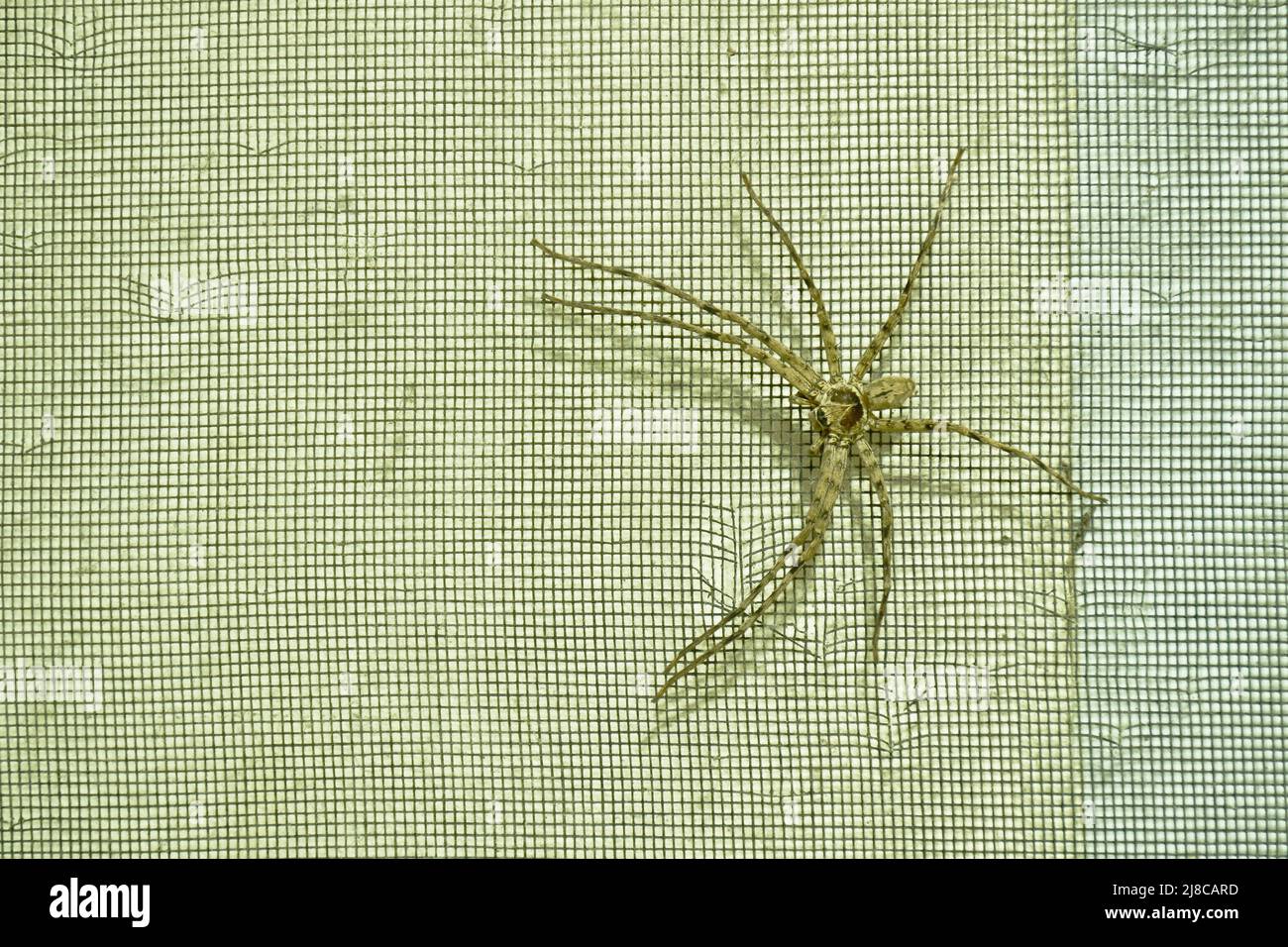 huge common huntsman spider crawling on scratch home net wall in night Stock Photo