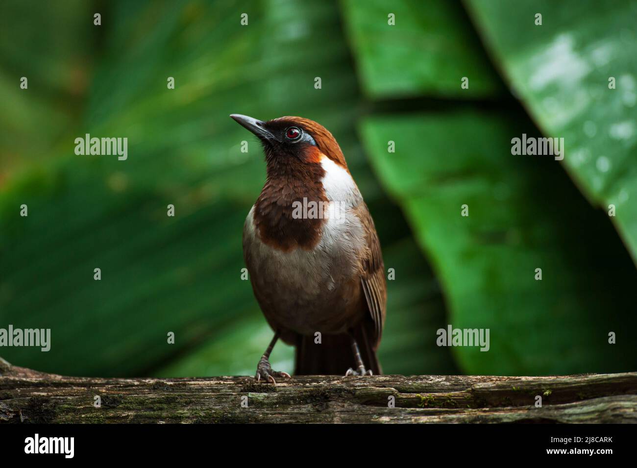 A black-throated laughingthrush perching on the log in the cloud Forest. Mae Wong National Park, Thailand. Focus on the bird's eye. Stock Photo