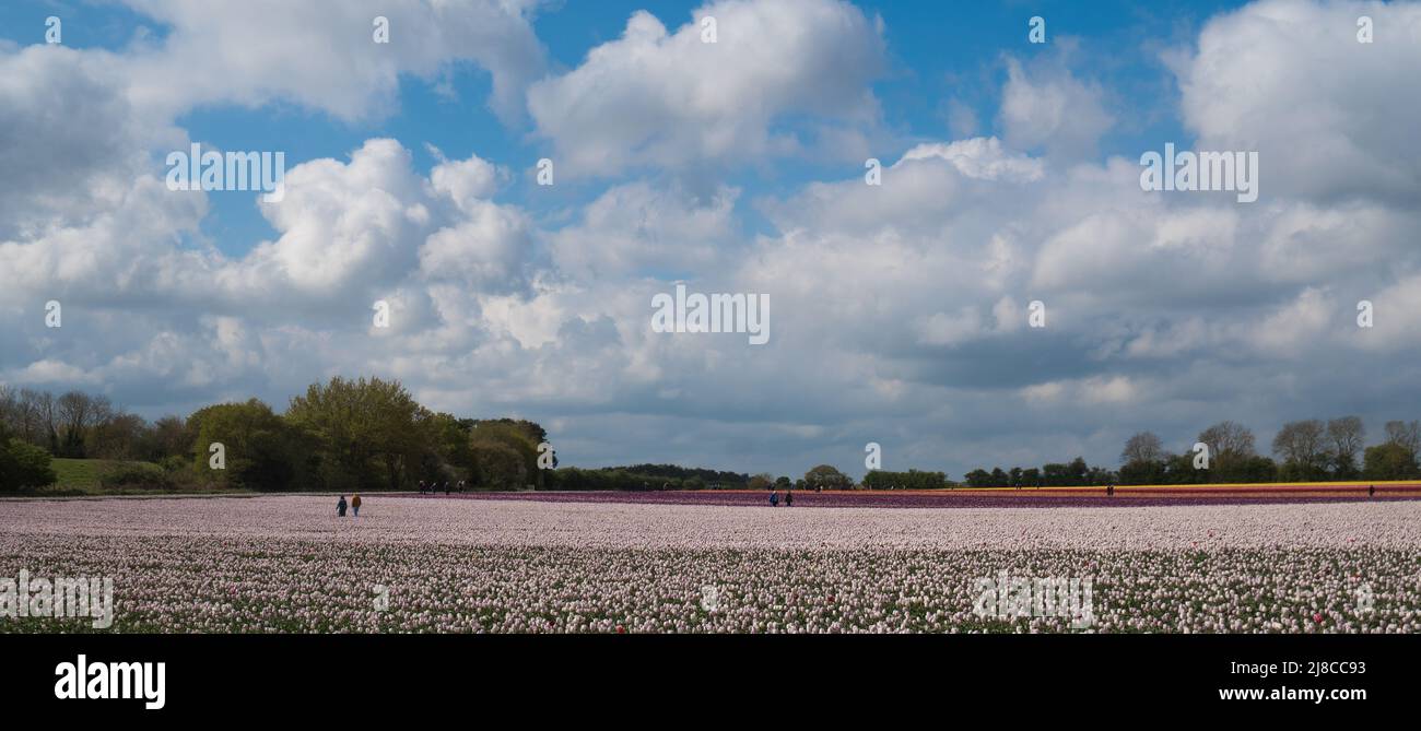 Tulip field near King's Lynn, Norfolk Stock Photo Alamy