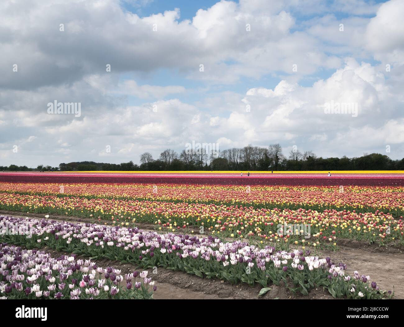 Tulip field near King's Lynn, Norfolk Stock Photo Alamy