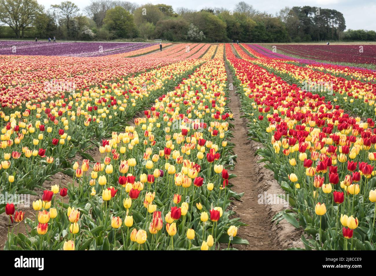 Tulip field near King's Lynn, Norfolk Stock Photo Alamy