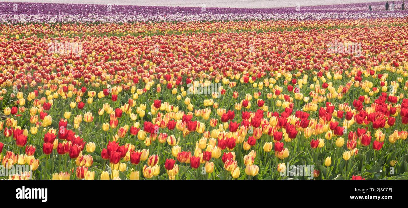 Tulip field near King's Lynn, Norfolk Stock Photo