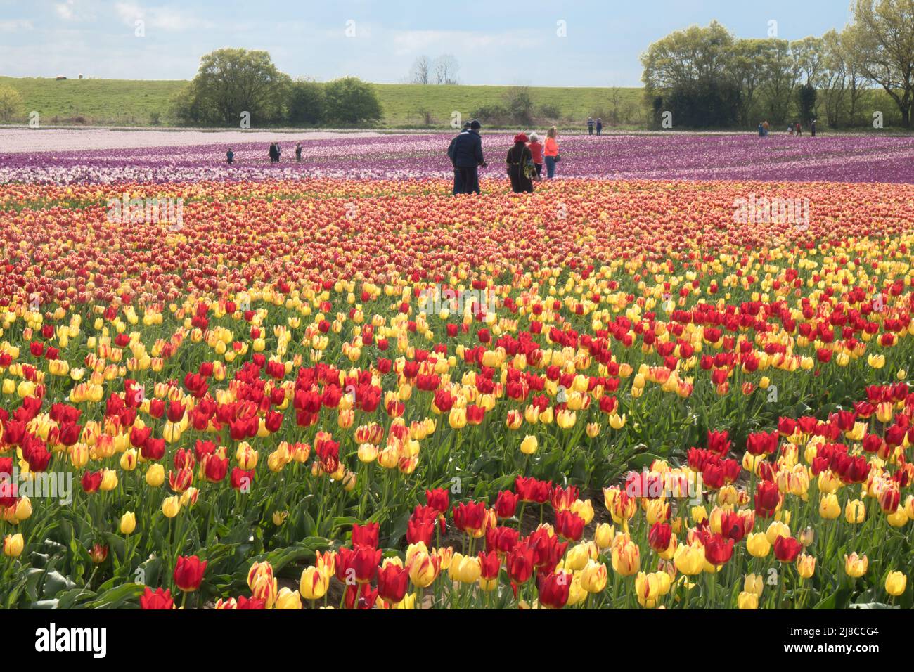 Tulip fields near King's Lynn, Norfolk Stock Photo Alamy